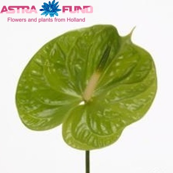 Anthurium 'Midori' photo