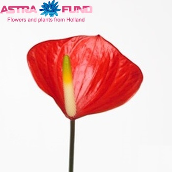 Anthurium Orange Love Imp photo