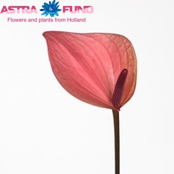 Anthurium Pink Fantasy photo