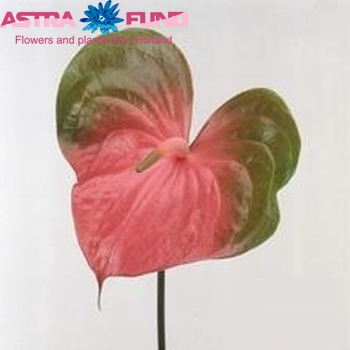 Anthurium President photo