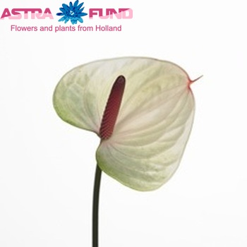 Anthurium Princess Amalia Bicolor Imp photo