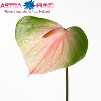 Anthurium Renoir Pink photo