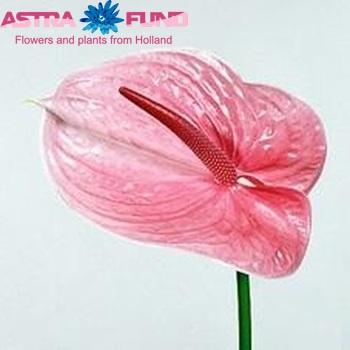 Anthurium 'Scorpion' photo