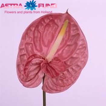 Anthurium Spirit photo