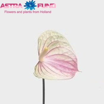 Anthurium Trico Love photo