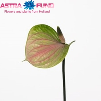 Anthurium Turning Love photo