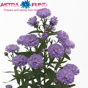 Aster Astee Bluedia zdjęcie