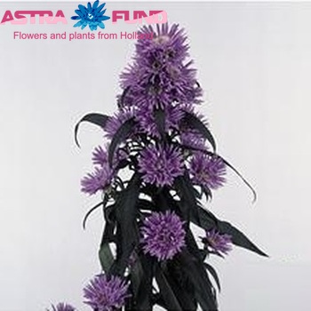 Aster Cairo Foto