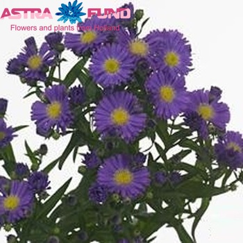 Aster Caitlyn zdjęcie