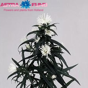 Aster Calgary Foto