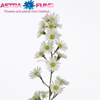 Aster 'Cassino Royal' Foto