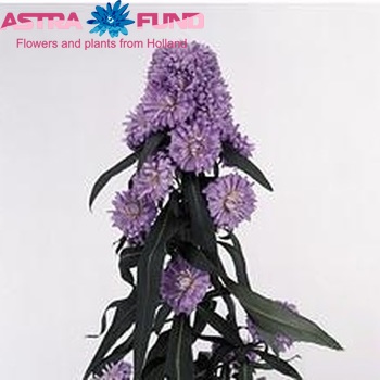 Aster Chicago Foto