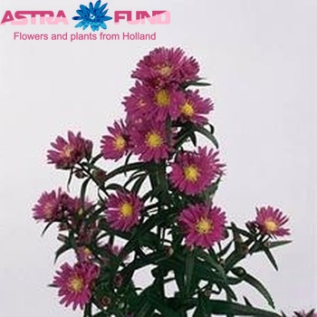 Aster Cupido Foto