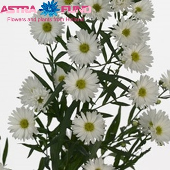 Aster Linda photo