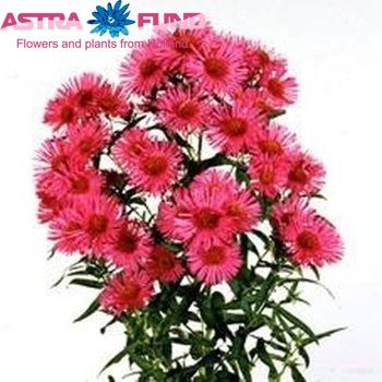 Aster novae-angliae 'Alma Potschke' photo