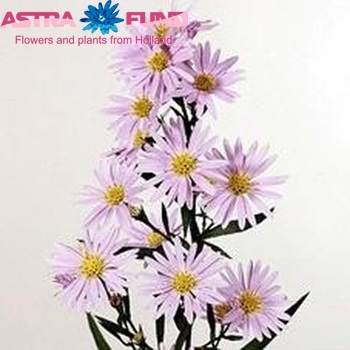 Aster Novi-belgii Blue Master photo