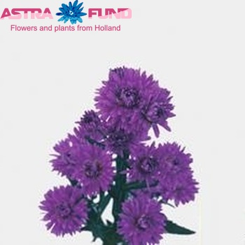 Астра новобельгийская Astee Dark Milka фото