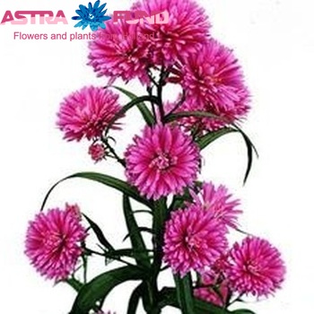 Aster Novi-belgii Grp Astee Karmijn photo