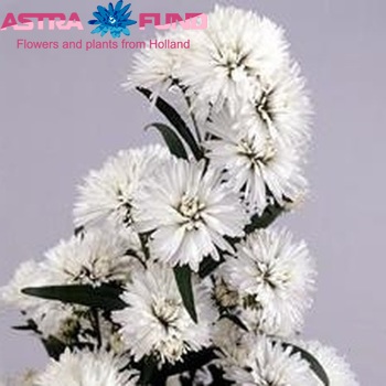 Aster Novi-belgii Grp Astee Peter's White фото