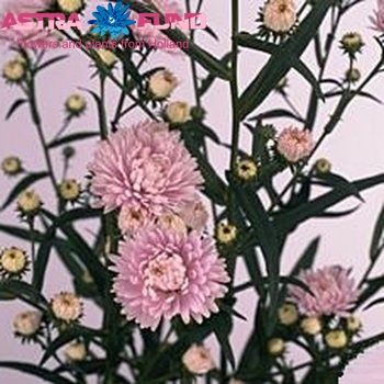 Aster Novi-belgii Grp Astee Pink Pearl photo