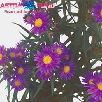 Aster Novi-belgii Grp 'Blue Moon' фото