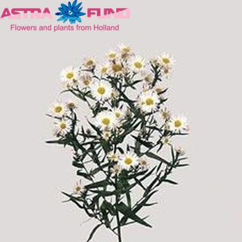 Aster Novi-belgii Grp 'Casablanca' photo