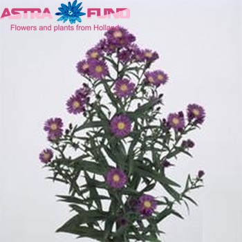 Aster Novi-belgii Grp 'Cecilia' photo