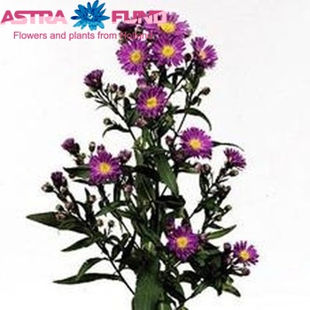 Aster Novi-belgii Grp Cha Cha фото