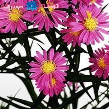 Aster Novi-belgii Grp 'Elta' photo