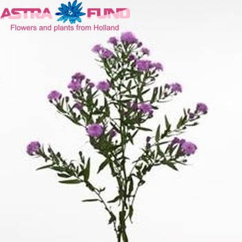 Aster Novi-belgii Grp 'Flash' фото