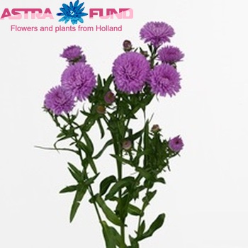 Aster Novi-belgii Grp 'Patricia Ballard' photo