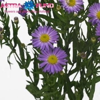 Aster Novi-belgii Grp 'Purple Monarch' photo