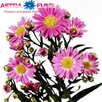 Aster Novi-belgii Grp 'Red Monarch' photo