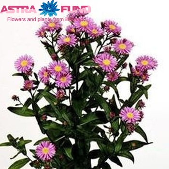 Aster Novi-belgii Grp 'Suzanne' foto