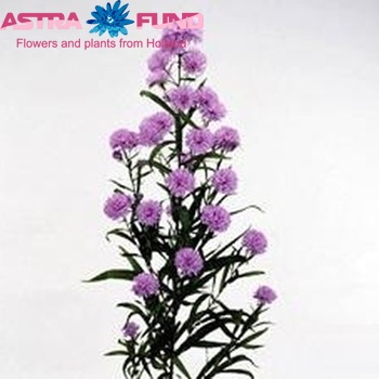 Aster Universum Grp Astee Milka photo