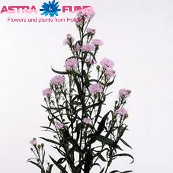 Aster Universum Grp Astee Pink Milka zdjęcie