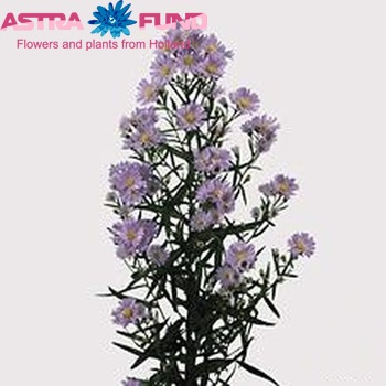 Aster Universum Grp 'Cassandra' zdjęcie