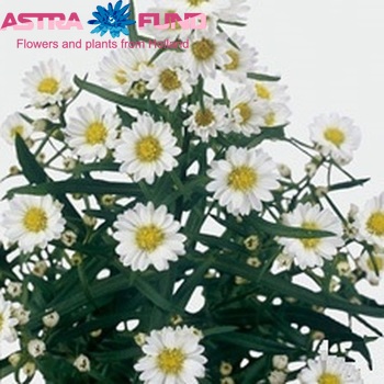 Aster Universum Grp 'Chelsea' zdjęcie