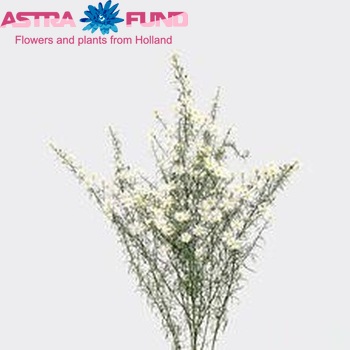 Aster Universum Grp 'Monte Cassino' Foto