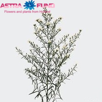 Aster Universum Grp 'Paquita' zdjęcie