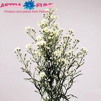 Aster Universum Grp 'Sunrio' photo