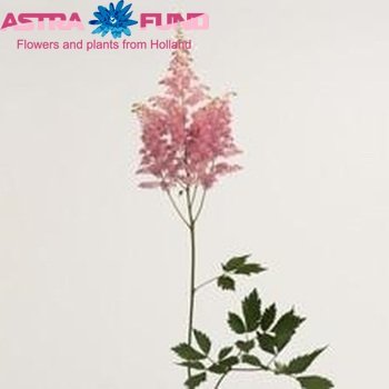 Astilbe Arendsii Grp 'Amerika' Foto