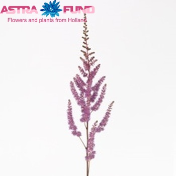 Astilbe Arendsii Grp 'Amethyst' zdjęcie