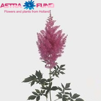 Astilbe Arendsii Grp 'Boogie Woogie' foto