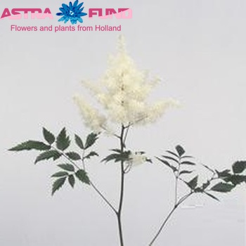 Astilbe Arendsii Grp 'Brautschleier' zdjęcie