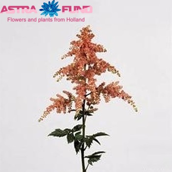 Astilbe Arendsii Grp 'Bressingham Beauty' photo