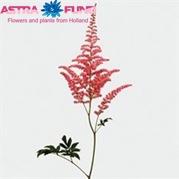 Astilbe Arendsii Grp 'Cattleya' photo