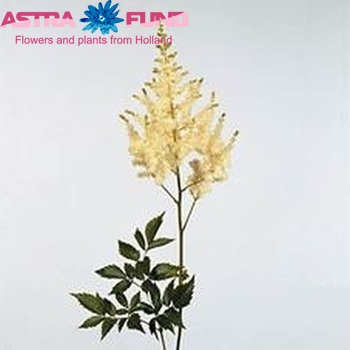 Astilbe Arendsii Grp 'Diamant' zdjęcie