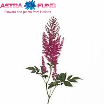 Astilbe Arendsii Grp 'Else Schluck' zdjęcie