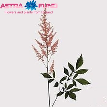 Astilbe Arendsii Grp 'Erika' zdjęcie